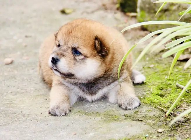 Vẻ Đẹp Độc Đáo Của Akita Inu