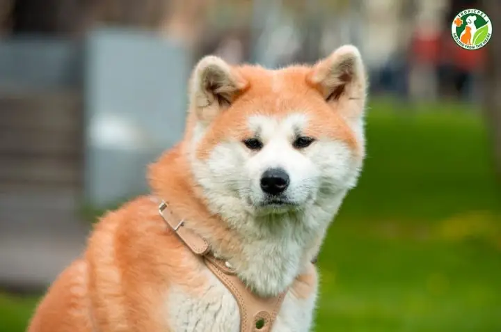 Kiểm Tra Sức Khỏe Tổng Thể (mắt, Mũi, Tai, Lông)