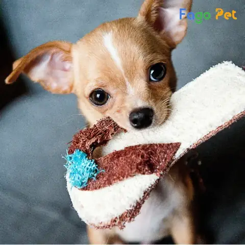 Những Lưu Ý Khi Nuôi Chó Chihuahua Mini