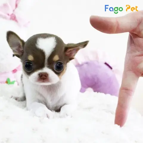 Giá Bán Chó Chihuahua Mini Là Bao Nhiêu