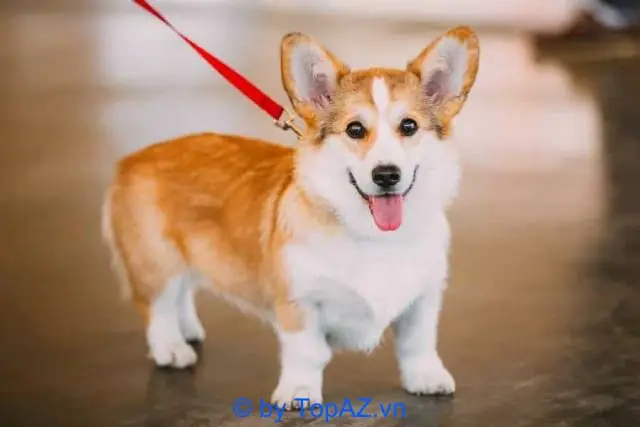 Mua Chó Corgi Ở Hà Nội: Hướng Dẫn Chi Tiết Từ A Đến Z