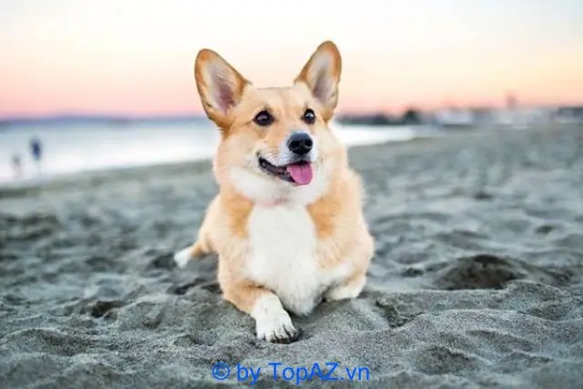 Mua Chó Corgi Ở Hà Nội: Hướng Dẫn Chi Tiết Từ A Đến Z