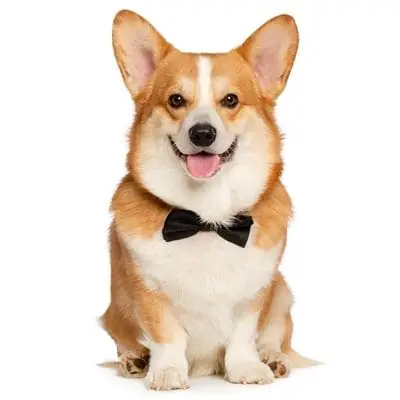 Mua Chó Corgi Ở Hcm: Cẩm Nang Toàn Diện Từ A Đến Z Mua Chó Corgi Ở Hcm: Cẩm Nang Toàn Diện Từ A Đến Z