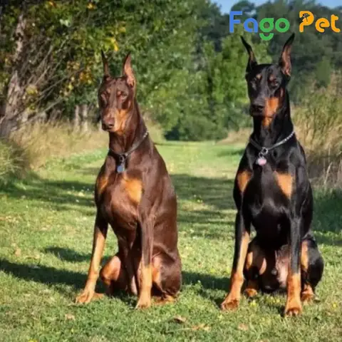 Ưu Điểm Khi Lựa Chọn Mua Chó Doberman Nâu Vàng Tại Fago Pet Ưu Điểm Khi Lựa Chọn Mua Chó Doberman Nâu Vàng Tại Fago Pet