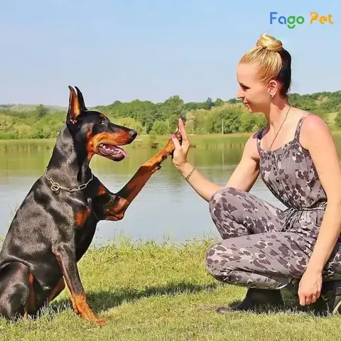 Đặc Điểm Tính Cách Chó Doberman Nâu Vàng Đặc Điểm Tính Cách Chó Doberman Nâu Vàng