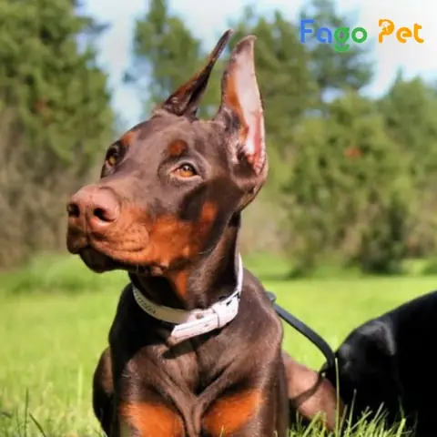 Chó Doberman Nâu Vàng Chó Doberman Nâu Vàng