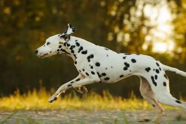 Nguồn Gốc Của Chó Đốm Nguồn Gốc Của Chó Đốm