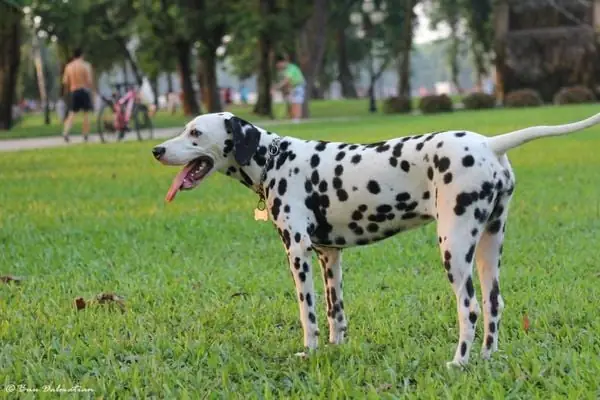 Đặc Điểm Về Ngoại Hình Của Chó Đốm Dalmatian