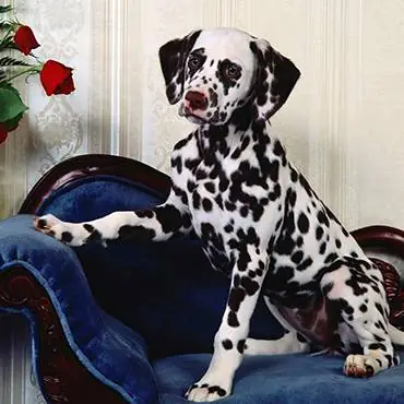 Ngoại Hình Ưa Nhìn Ngoại Hình Ưa Nhìn