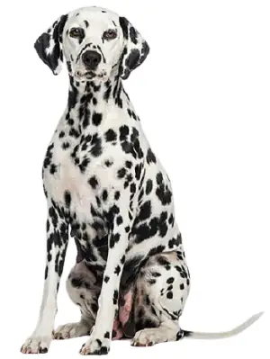 Mua Bán Chó Đốm Thuần Chủng Tạisieupet.com Mua Bán Chó Đốm Thuần Chủng Tạisieupet.com