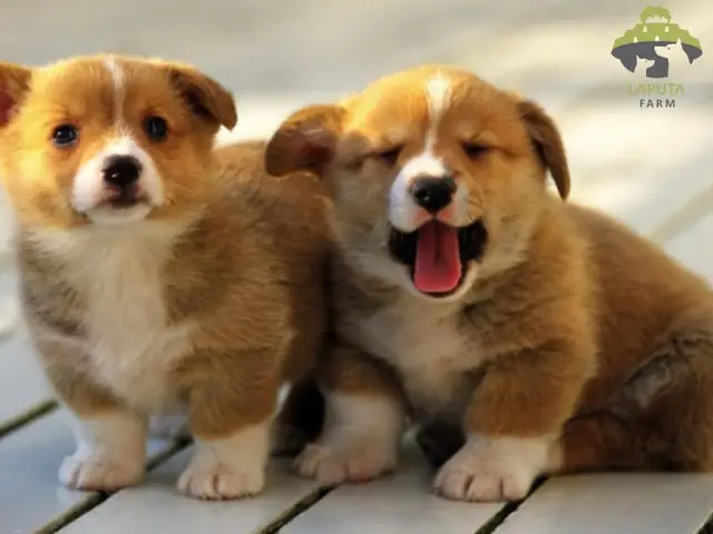 Giá Hợp Tác Nhân Giống Chó Cảnh Là Bao Nhiêu?