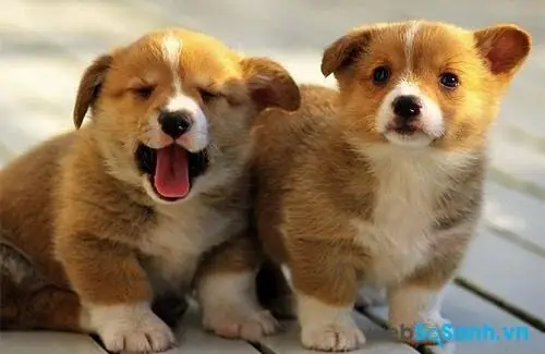 Chăm Sóc Chó Cảnh Uy Tín Tại Hà Nội: Hướng Dẫn Toàn Diện Chăm Sóc Chó Cảnh Uy Tín Tại Hà Nội: Hướng Dẫn Toàn Diện