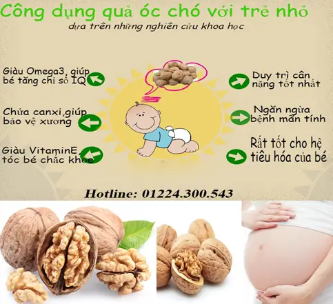 Mua Bán Quả Óc Chó Ở Hải Phòng | Ban Qua Oc Cho Tai Hai Phong Tot Nhat Mua Bán Quả Óc Chó Ở Hải Phòng | Ban Qua Oc Cho Tai Hai Phong Tot Nhat