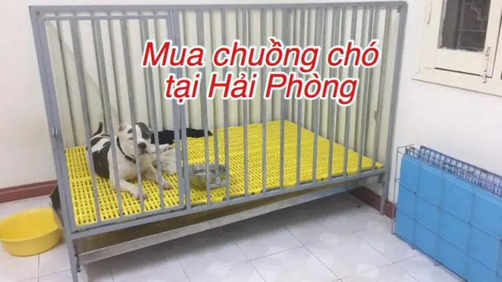 Mua Chó Ở Hải Phòng: Hiểu Biết Toàn Diện Về Vật Nuôi Và Trách Nhiệm Mua Chó Ở Hải Phòng: Hiểu Biết Toàn Diện Về Vật Nuôi Và Trách Nhiệm