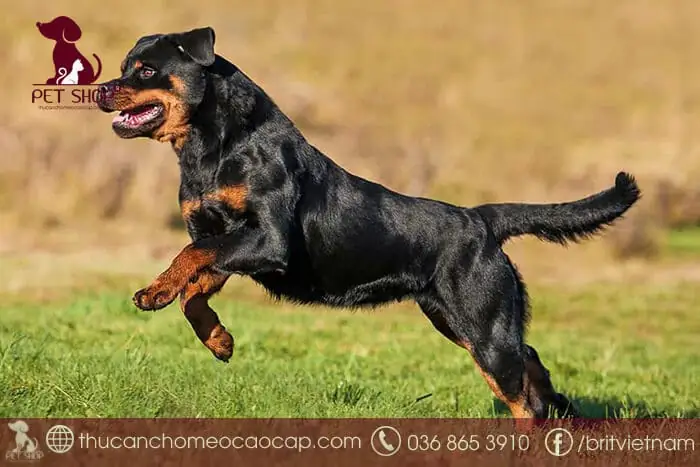 Từ Khóa Chính/trọng Tâm Đã Xác Định: Mua Chó Rottweiler Ở Đâu