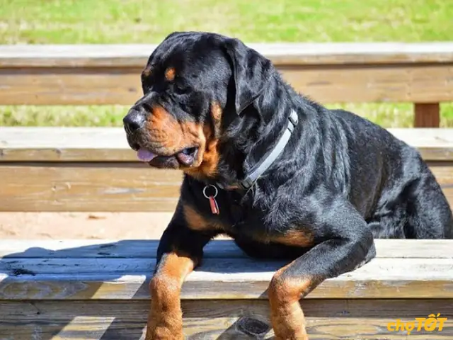 Từ Khóa Chính/trọng Tâm Đã Xác Định: Mua Chó Rottweiler Ở Đâu Từ Khóa Chính/trọng Tâm Đã Xác Định: Mua Chó Rottweiler Ở Đâu