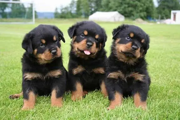 Từ Khóa Chính/trọng Tâm Đã Xác Định: Mua Chó Rottweiler Ở Đâu Từ Khóa Chính/trọng Tâm Đã Xác Định: Mua Chó Rottweiler Ở Đâu