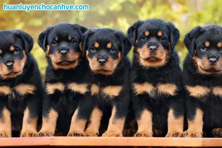 Có Nên Sở Hữu Một Chú Chó Rottweiler