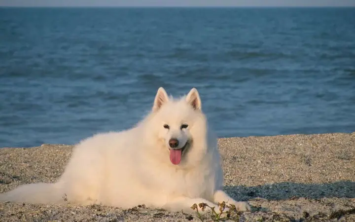 Giống Chó Samoyed Giá Bao Nhiêu Tiền?