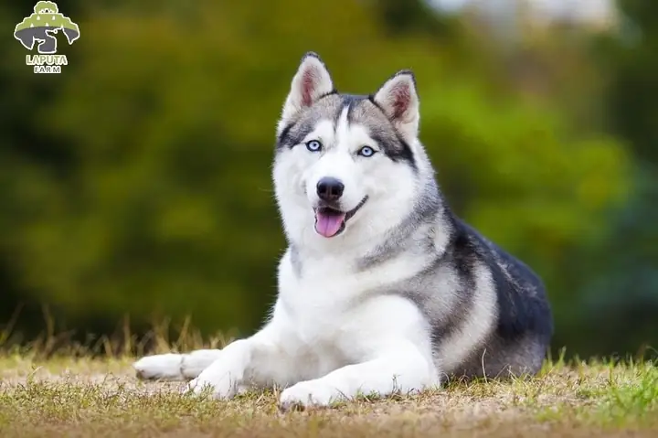 Mua Chó Samoyed Lai Husky: Hướng Dẫn Chi Tiết Từ A-z