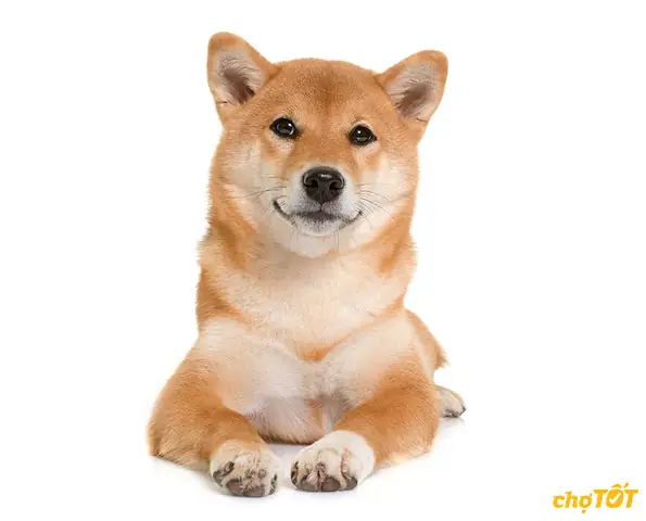 Chó Shiba Inu: Toàn Tập Thông Tin Cần Biết Trước Khi Nuôi