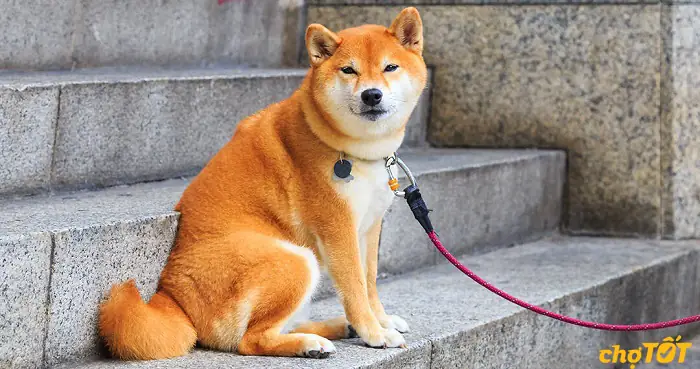 Chó Shiba Inu: Toàn Tập Thông Tin Cần Biết Trước Khi Nuôi