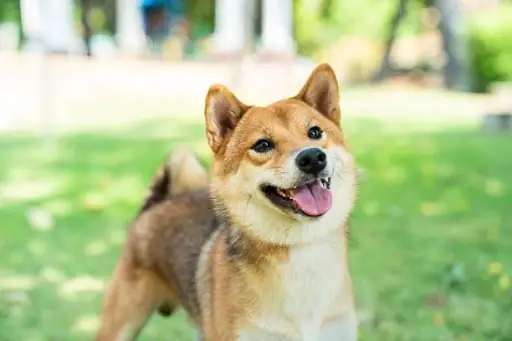 Chó Shiba Inu: Toàn Tập Thông Tin Cần Biết Trước Khi Nuôi