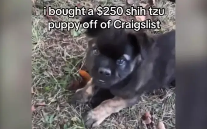 Mua Chó Shih Tzu Lai: Hướng Dẫn Toàn Diện Cho Người Yêu Chó Mua Chó Shih Tzu Lai: Hướng Dẫn Toàn Diện Cho Người Yêu Chó