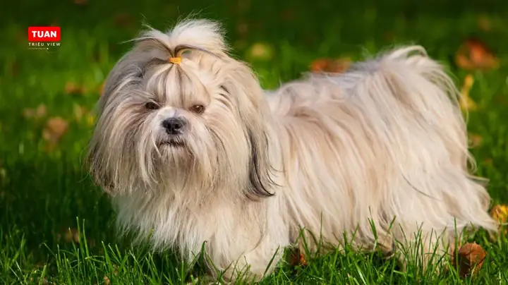 Chó Shih Tzu Lai Chó Shih Tzu Lai