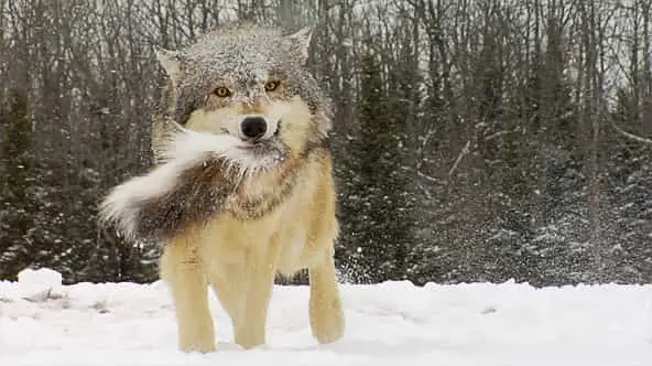 Sức Mạnh Từ Cú Táp Của Chó Lai Sói