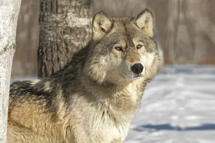 Wolf-hybrid – Một Trong Những Loài Chó Nguy Hiểm Nhất Thế Giới Wolf-hybrid – Một Trong Những Loài Chó Nguy Hiểm Nhất Thế Giới