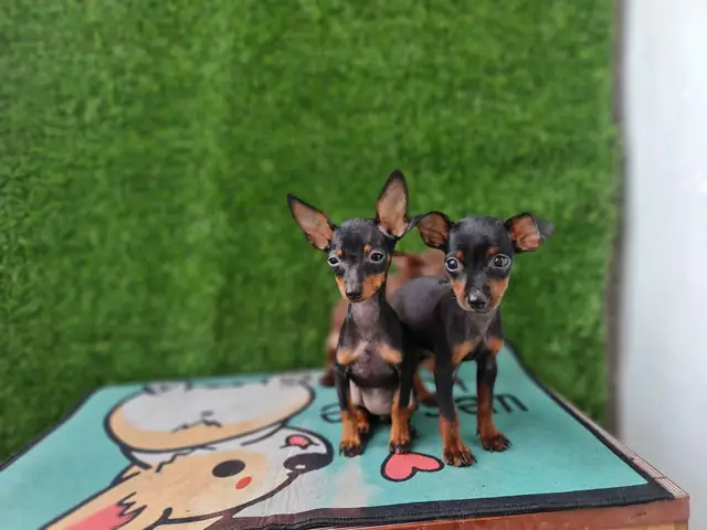 Fox Hươu Đen Vàng