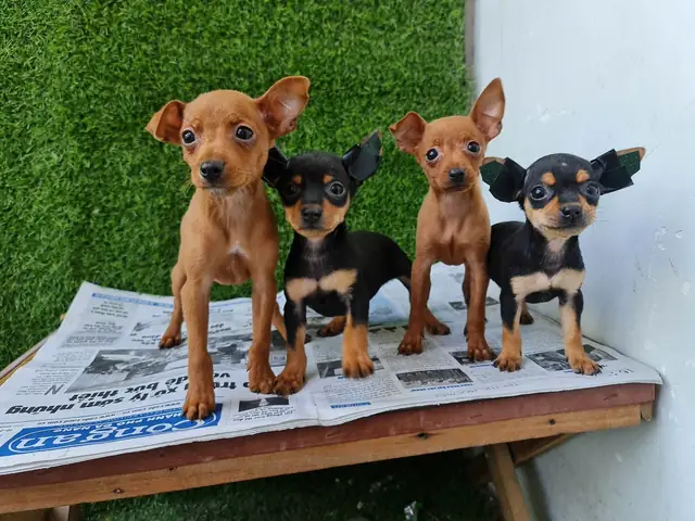 Mua Bán Phốc Hươu Đà Nẵng