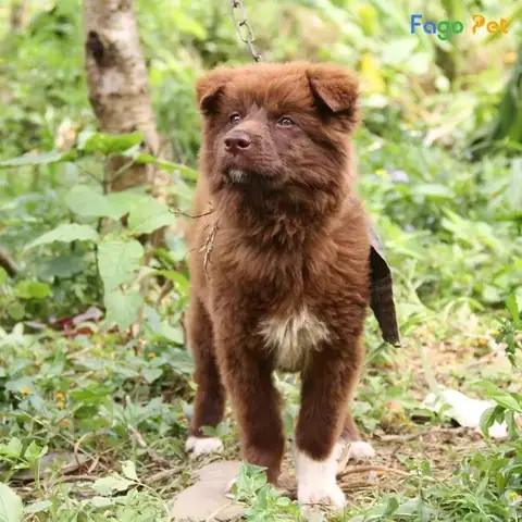 Giá Bán Chó Bắc Hà Là Bao Nhiêu Giá Bán Chó Bắc Hà Là Bao Nhiêu