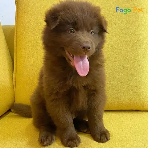 Những Lý Do Bạn Nên Nuôi Chó Bắc Hà Những Lý Do Bạn Nên Nuôi Chó Bắc Hà