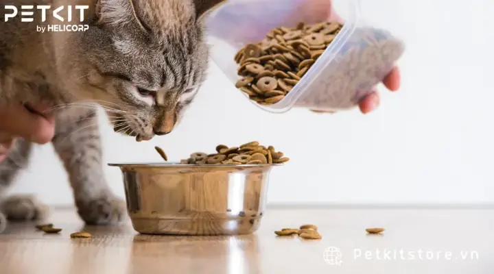 Lựa Chọn Thức Ăn Cho Mèo Phù Hợp Với Sở Thích Của Mèo