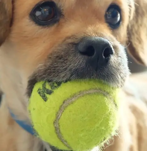 Quả Banh, Bóng Thừng