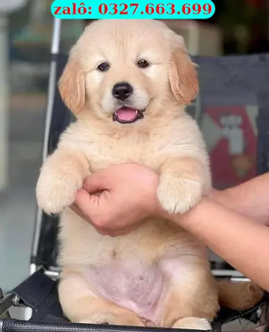 Chó Golden Retriever: Đặc Điểm, Tính Cách & Chăm Sóc Chó Golden Retriever: Đặc Điểm, Tính Cách & Chăm Sóc