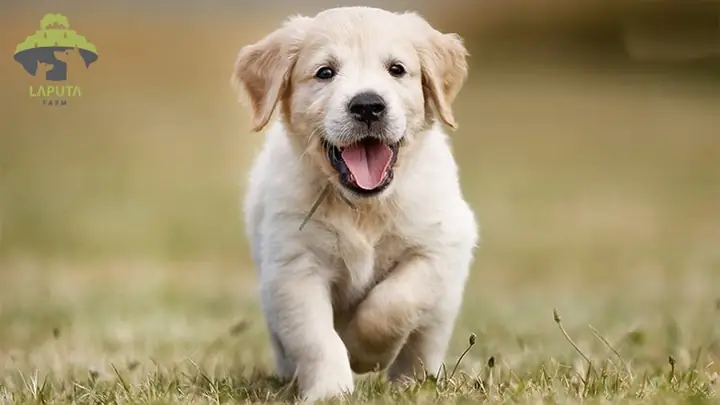 Chó Golden Retriever: Đặc Điểm, Tính Cách & Chăm Sóc Chó Golden Retriever: Đặc Điểm, Tính Cách & Chăm Sóc