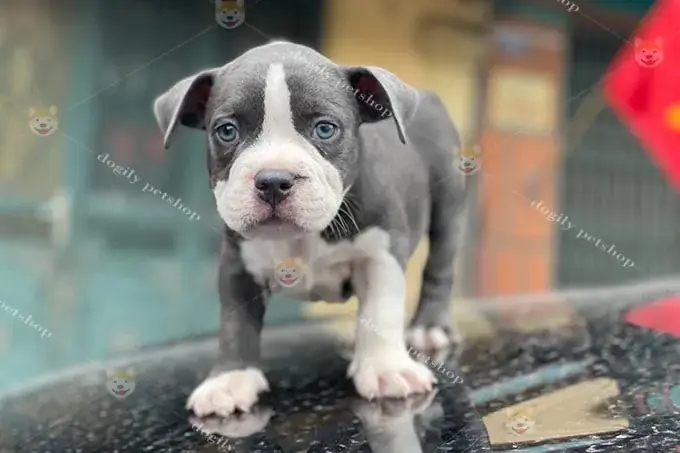 Rọ Mõm Chó Tại Hà Nội: Vì Sao Cần Và Cách Dùng Đảm Bảo Phúc Lợi Vật Nuôi?