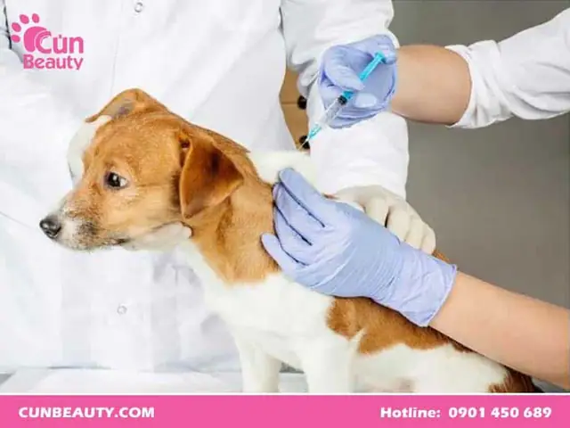 Địa Chỉ Mua Vacxin 5 Bệnh Cho Chó Ở Đâu Uy Tín?
