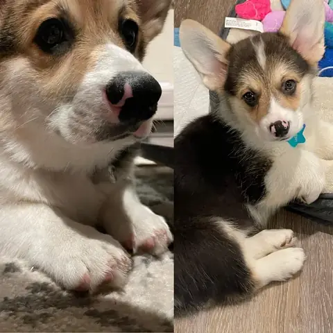 Mũi Chó Bị Nhạt Màu: Nguyên Nhân, Cách Phân Biệt Và Xử Lý An Toàn