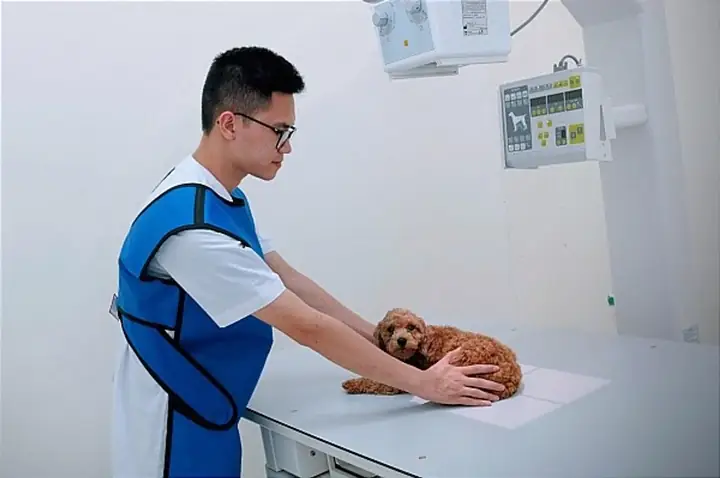 5nên Tiêm Phòng Cho Chó Ở Đâu? 5nên Tiêm Phòng Cho Chó Ở Đâu?