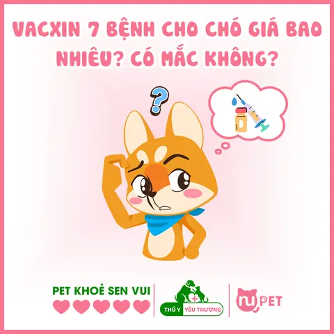 Tiêm Phòng Vacxin 7 Bệnh Cho Chó Giá Bao Nhiêu? Tiêm Phòng Vacxin 7 Bệnh Cho Chó Giá Bao Nhiêu?