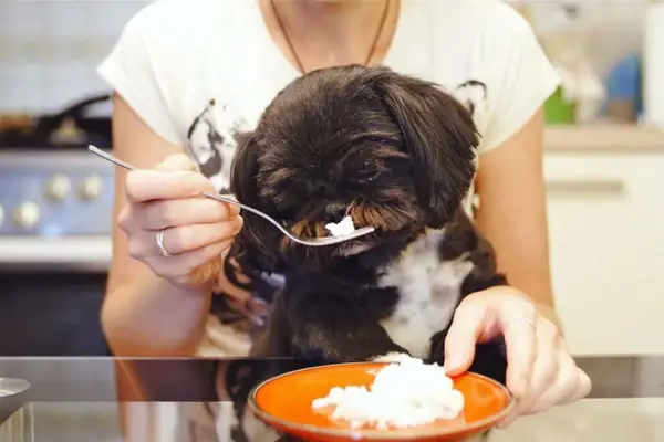 Nên Cho Chó Ăn Cơm Hay Hạt Khi Còn Nhỏ?