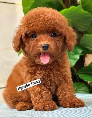 Chó Poodle Tini Thuần Chủng Lông Dày