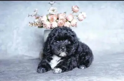 Chó Poodle Con Đen Trắng