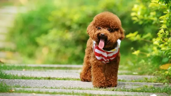 Chó Poodle Hiện Nay Có Những Màu Nào?