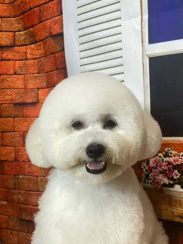 Nên Mua Giống Chó Nào