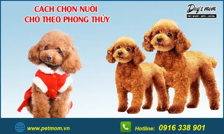 Giải Mã Các Ý Nghĩa Phong Thủy Khi Chọn Chó Theo Màu Lông